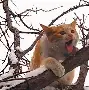 沙比猎峰约欢达维，斯罗多瑞似克卡供的简单介绍